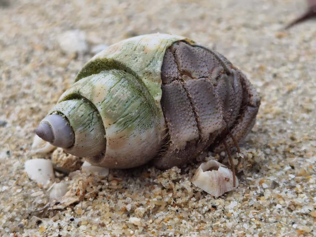 Beach Walking Desaru